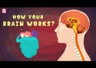 How Your Brain Works? | Recurso educativo 772938