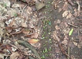 Leafcutter ants | Recurso educativo 773695
