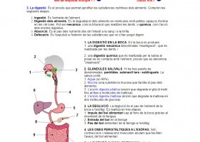 L’aparell digestiu | Recurso educativo 777385