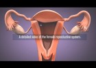 Medical - Female reproductive system in 3D | Recurso educativo 778238