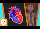 El sistema circulatorio | Recurso educativo 781096