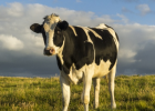 Metano y humanos: el mito de que las vacas están matando el planeta | Recurso educativo 786866