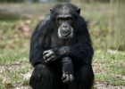 Os chimpancés cooperan como os humanos. | Recurso educativo 787093