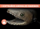 Los animales marinos más raros | Recurso educativo 787413
