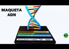 Maqueta de ADN | Recurso educativo 788777