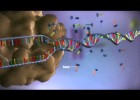 Del ADN a la proteína | Recurso educativo 789424
