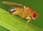 Drosophila Melanogaster (la mosca de la fruita) | Recurso educativo 789488
