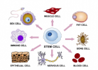 Explore the Different Types of Cells in Human Body - GeeksforGeeks | Recurso educativo 752759