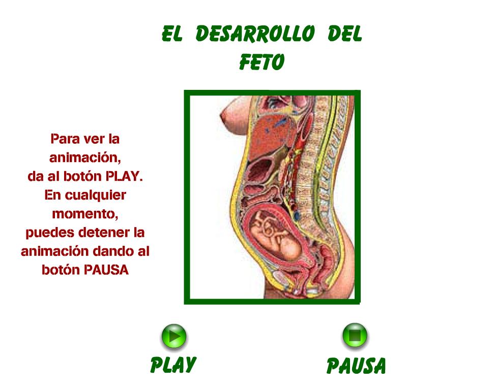 Desarrollo del feto | Recurso educativo 43263