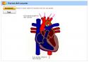 Partes del corazón | Recurso educativo 28515