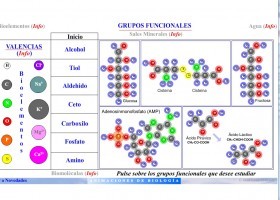 Grupos funcionales | Recurso educativo 739175