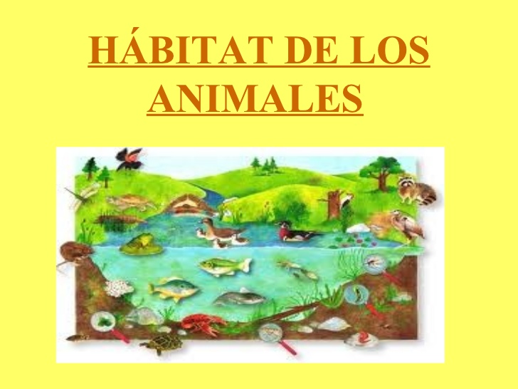 El Habitat De Los Animales By Gabriela Gauna Issuu - vrogue.co