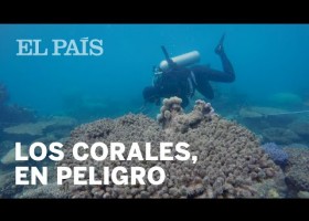 El deterioramiento de los arrecifes de coral | Recurso educativo 788178