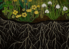 Botanical animation "Story of Flowers" presents  AMKK | Recurso educativo 7901599