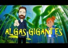 Las algas gigantes | Recurso educativo 7902776